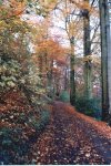 Autumn in Brabyns Park 