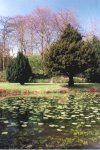 Lily Pond (Brabyns Park)
