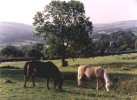 Summer Pasture (MArple Ridge)