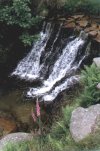 Foxglove Waterfall (1)