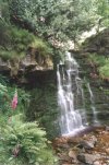 Foxglove Cascade