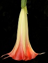 Angel's Trumpet