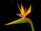 Bird of Paradise