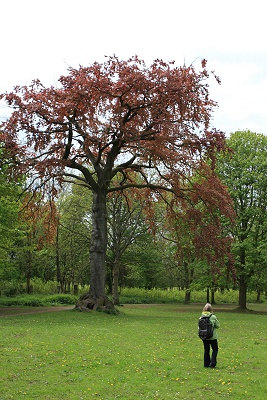 Sadly this copper beech is now a stump