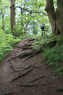 Natural woodland steps