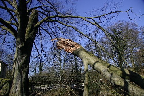 The section of the old beech that broke away in winter storms.